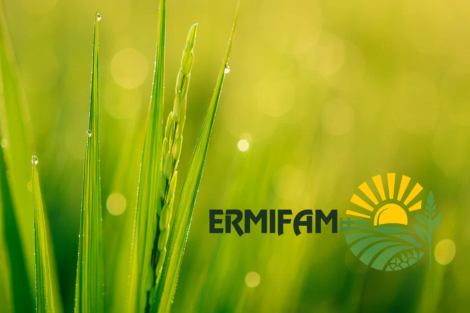 Reducing Cultivation Costs in India: Switching from Bulk Urea to Nano-Nitrogen